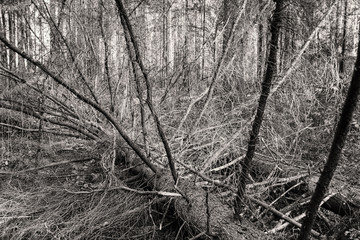 Dry fallen tree with many branches in the forest.