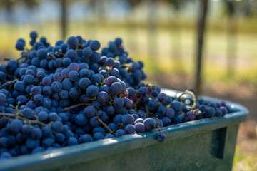 Boxes of blue grapes in the vineyard. Cabernet Franc blue vine grapes in crates at the harvesting season.
