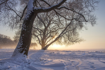 Snowy winter landscape at sunset. Cold sunny nature scene. Christmas natural background. Frosty trees in snow.