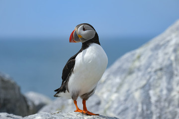 Northern Atlantic Puffin, Machias Seal Island