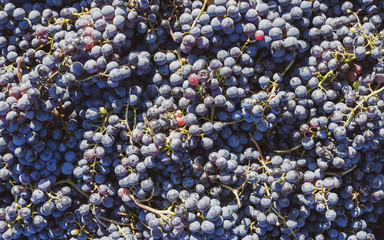 Blue vine grapes. Grapes for making wine. Detailed view of Cabernet Franc blue grape vines in the hungarian vineyard in autumn.