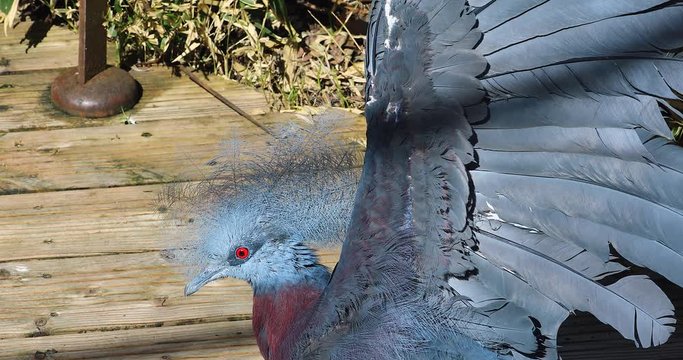 Southern Crowned Pigeon - The Largest Pigeon In The World, Close Up Portrait - DCi 4K Resolution