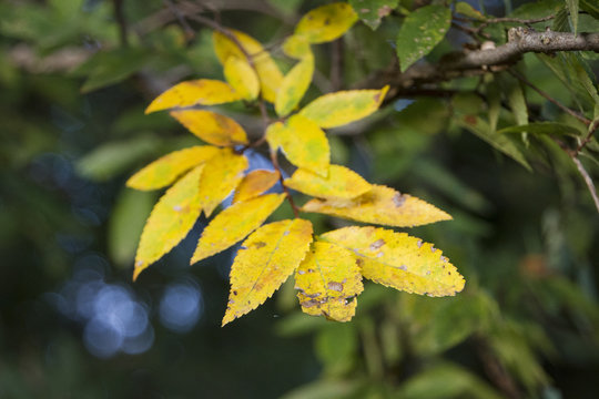 Autumn leaves - elm tree leaves are yellow with blue bokeh blurred background