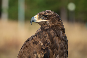 Golden eagle