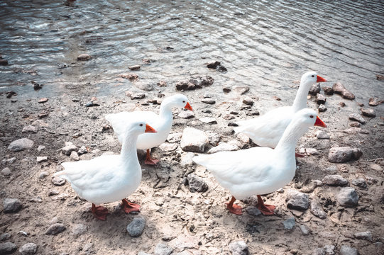 lake curnas. Greece. Crete