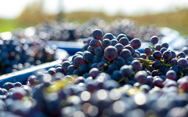 Viticulture: Blue vine grapes in crates. Grapes for making wine. Detailed view of Cabernet Franc blue grape vines in the hungarian vineyard in autumn. - obrazy, fototapety, plakaty