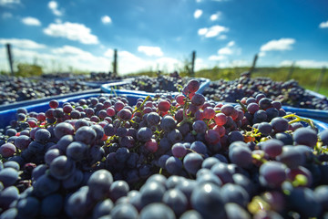 Blue vine grapes. Grapes for making wine. Detailed view of Cabernet Franc blue grape vines in the...
