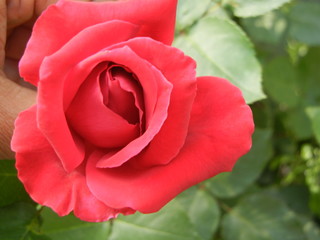 red rose in garden