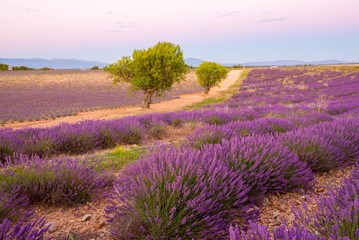 Fototapeta na wymiar A dirt road through lavender fields in Provence France