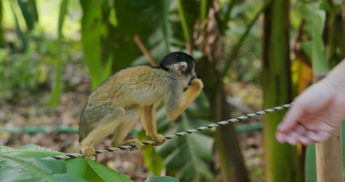 Squirrel Monkey in zoo park