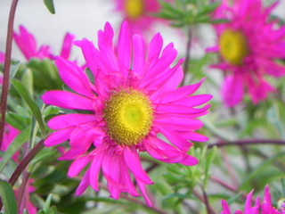 Obraz premium flower in the garden