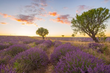 Fototapeta na wymiar Lavender fields and a lone tree at sunset in Provence, France