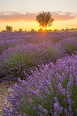 Fototapeta premium Lavender fields and a lone tree at sunset in Provence, France