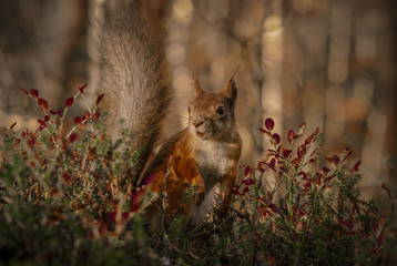 In tha autumn forest.