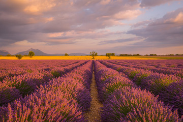 Fototapeta na wymiar Lavender fields in France at sunset