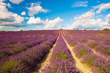 Naklejka na ściany i meble Lavender fields on a bright sunny day in Provence, France