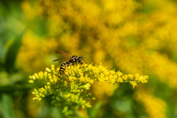 Paper Wasp on Goldenrod Flowers