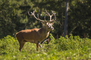 Ein Hirsch auf einer Lichtung im Wald
