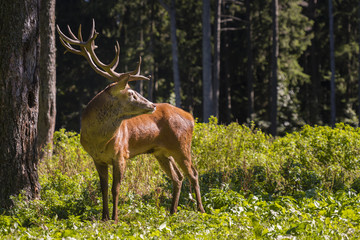 Ein Hirsch schaut zurück in den Wald