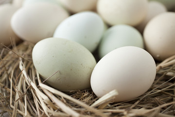 lot of eggs in multiple colors