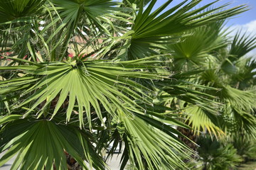 branch of palm tree