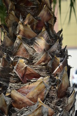 bark of palm