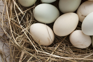 lot of eggs in multiple colors