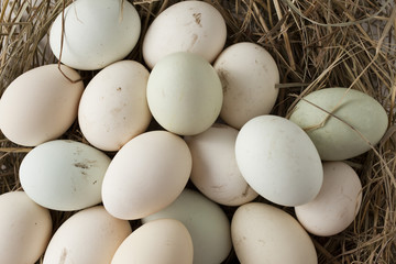 lot of eggs in multiple colors