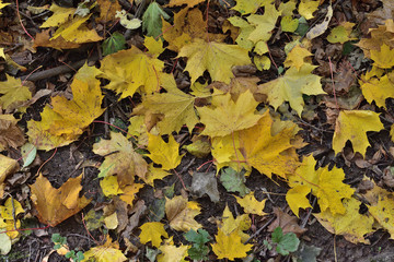 autumn leaves background