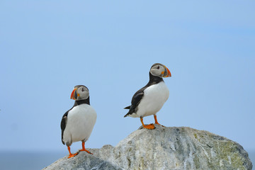 Northern Atlantic Puffin, Machias Seal Island