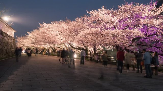 Beautiful Cherry blossom in bloom at night. time-lapse