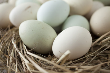 lot of eggs in multiple colors