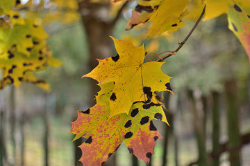 yellow autumn leaves