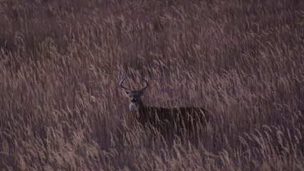 Deer in the Grey Light