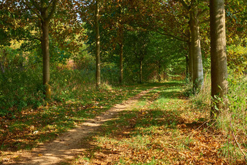 Footpath with fallen yellow leaves in autumn