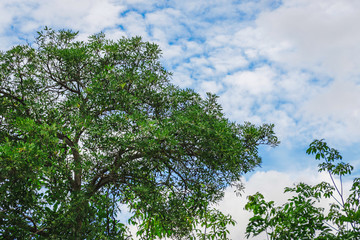 Tree and blue skies
