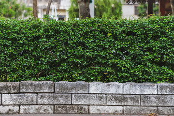 Bush on brick with blur background