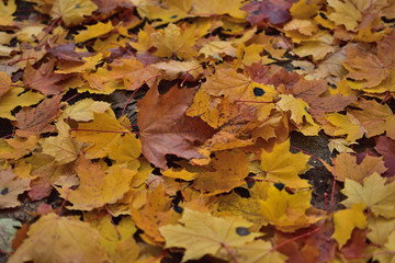 autumn leaves background