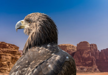 Portrait of a falcon (falco sp.) in front of the rocks of the desert Wadi Rum