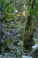 tree in forest