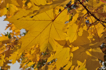Fototapeta na wymiar yellow maple leaves in autumn