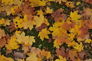 autumn leaves background