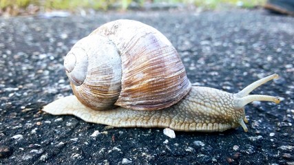 Escargot, snail, schnecke