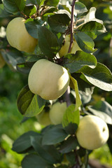 Branch Apple trees with yellow apples.
Strong juicy apples among green leaves on a green background.