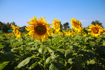 Sunflower and bright sky.