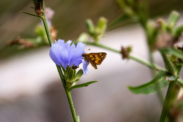 Peck's Skipper on Chicory Flower