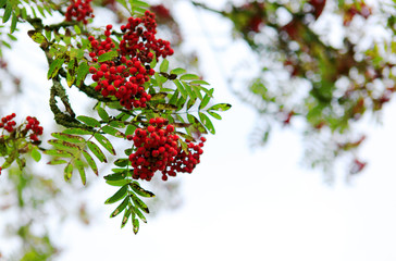 Red rowan berries isolated on white blur background.