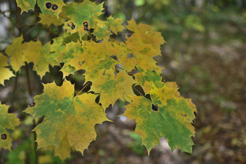 autumn maple leaves in the forest