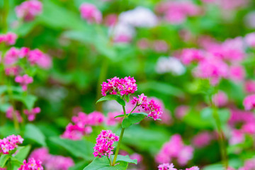 Fototapeta premium そばの花