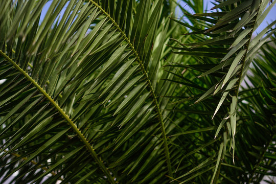 palm leaves © kshk